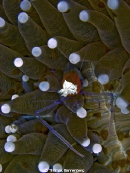 Mushroom Coral Shrimp (Kemponia kororensis)

Sea&Sea DX... by Thomas Bannenberg 